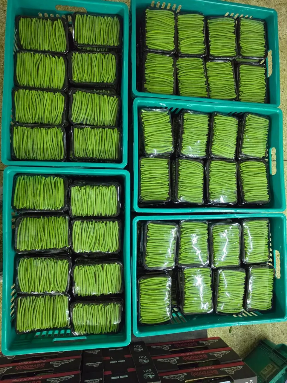Crates of packed green beans