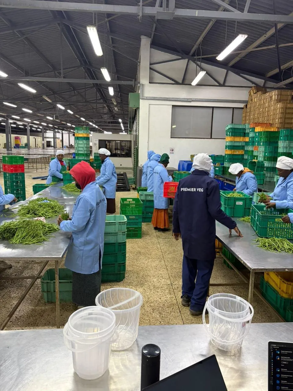 Packhouse team grading green beans