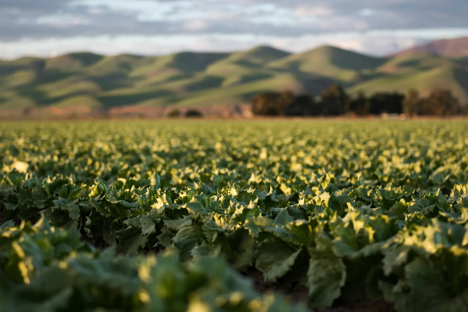 Green crop fields under a soft evening sky